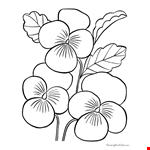 Pansy Flower Coloring Book