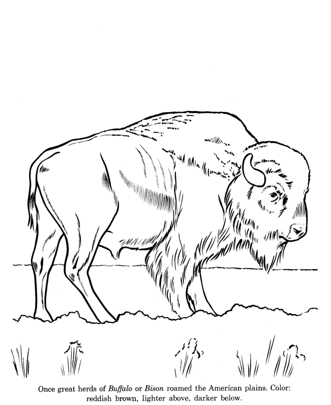 buffalo bison coloring page