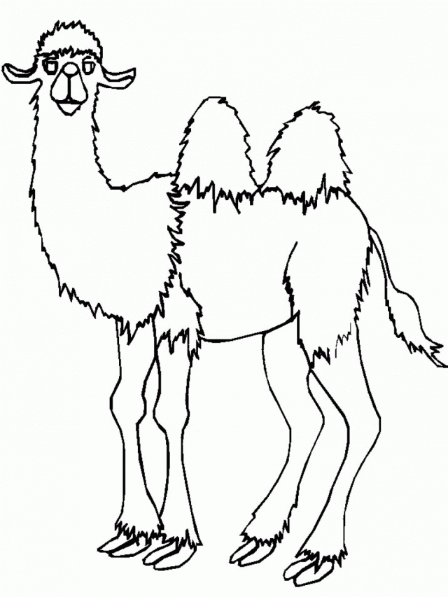 2185 cool camel animal coloring page for kids free 279990 camel 