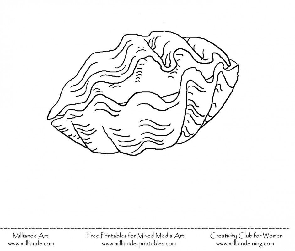 seashell coloring page 160943 sea shell coloring page