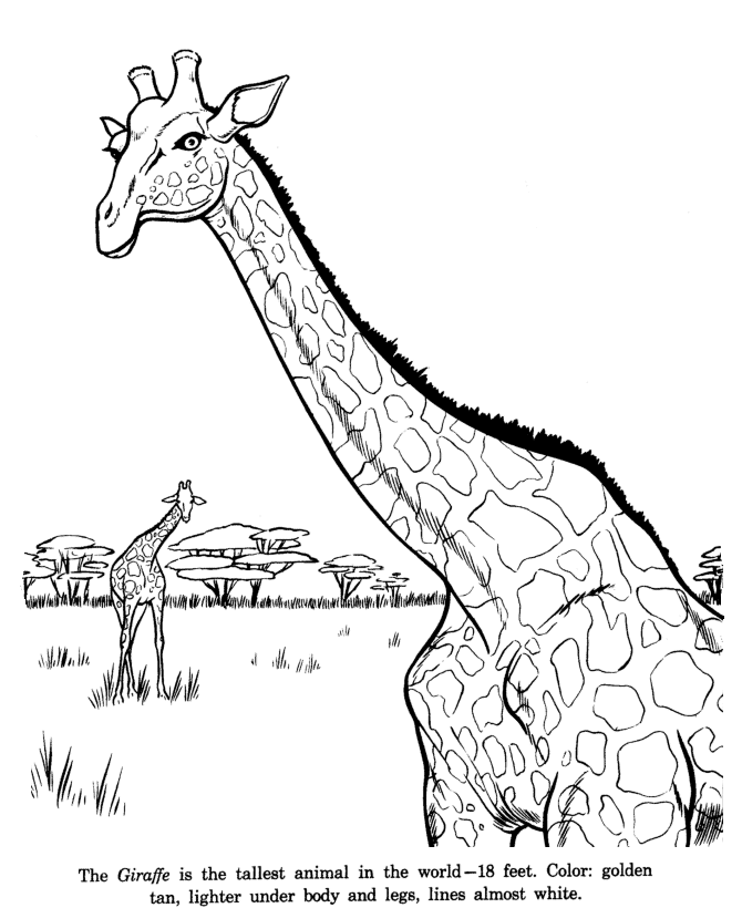 cute giraffe drawing sheet