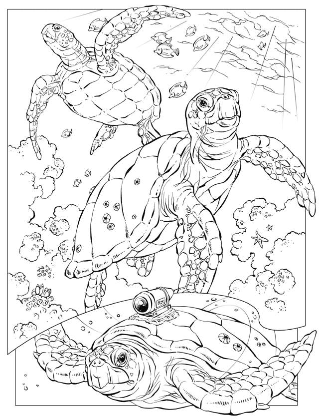 sea turtles clipart page