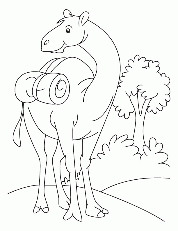 funny camel standing in the field coloring page | download free 