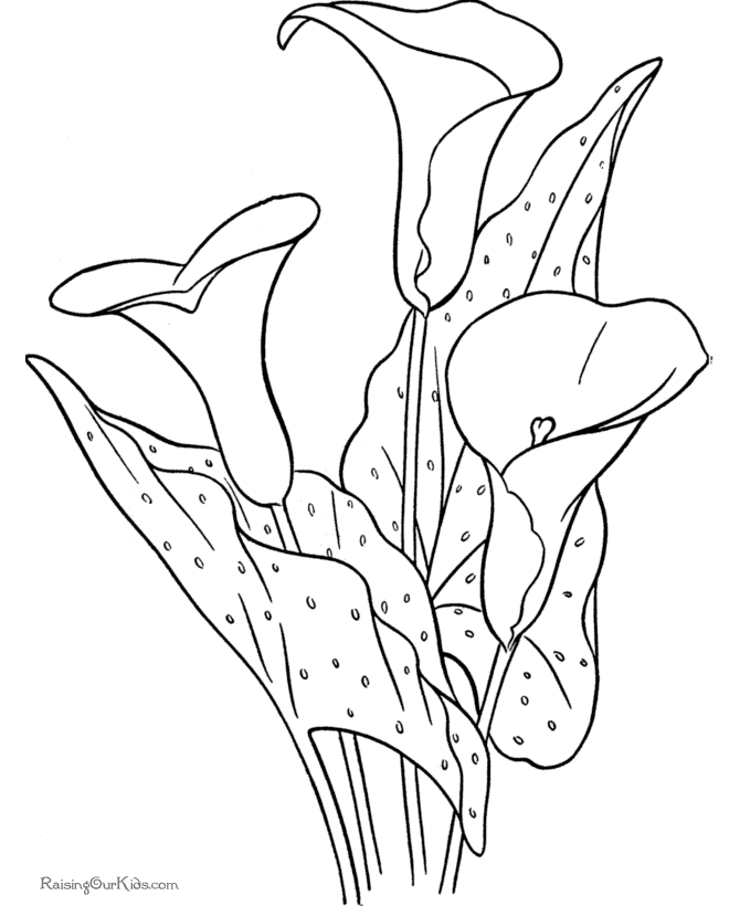 lily flower coloring sheet