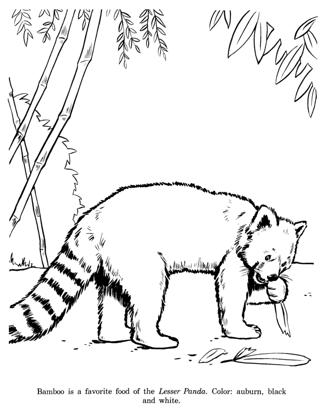 panda bear coloring book