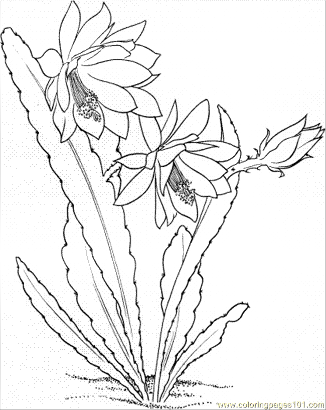 coloring pages cactus 6 (natural world &gt; flowers) - free printable 