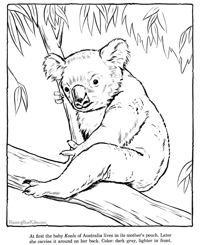 koala coloring sheets