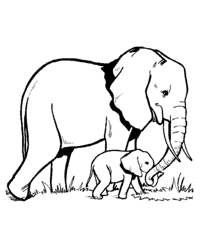 elephant drawing for kids