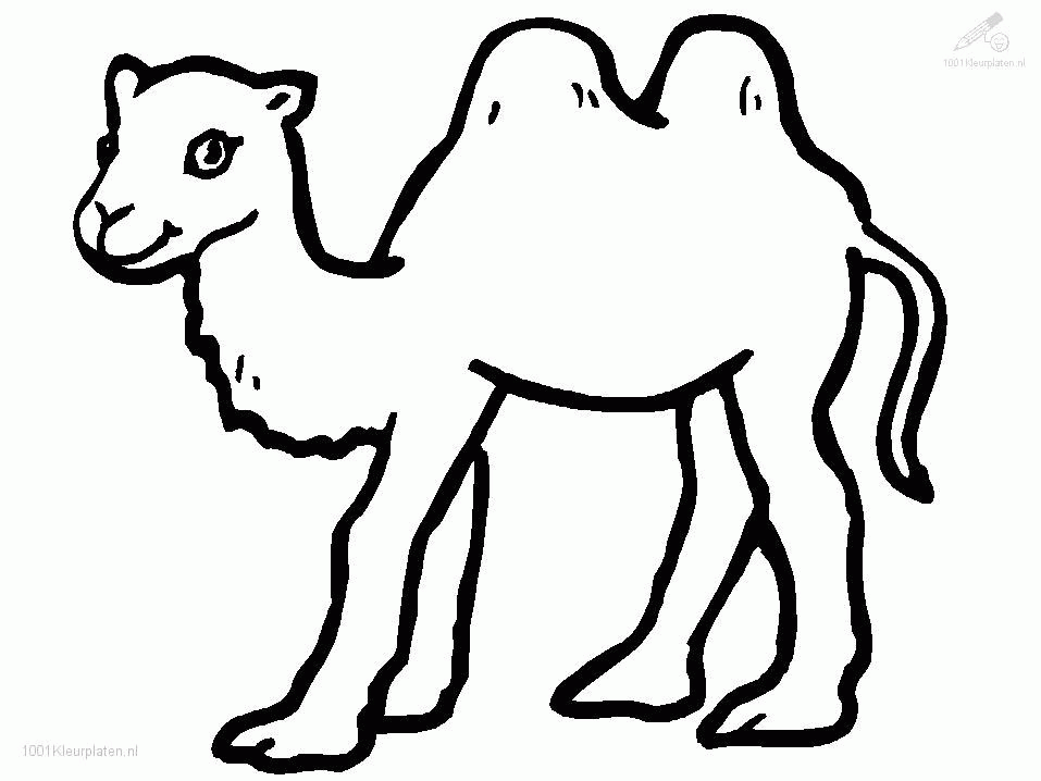 camel coloring pages 316 | free printable coloring pages