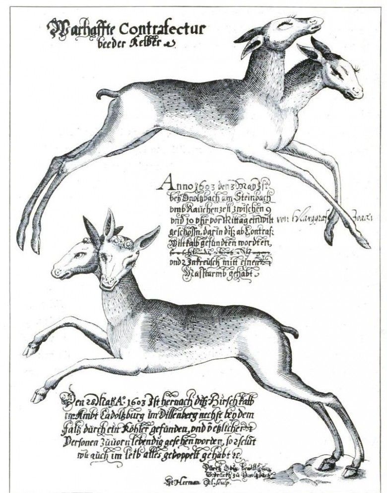 animal â€“ deer and related | vintage printable at swivelchair media 