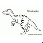 Dinosaur Facts Velociraptor Coloring Pages