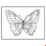 Butterfly Coloring Pages | Free Coloring Pages 