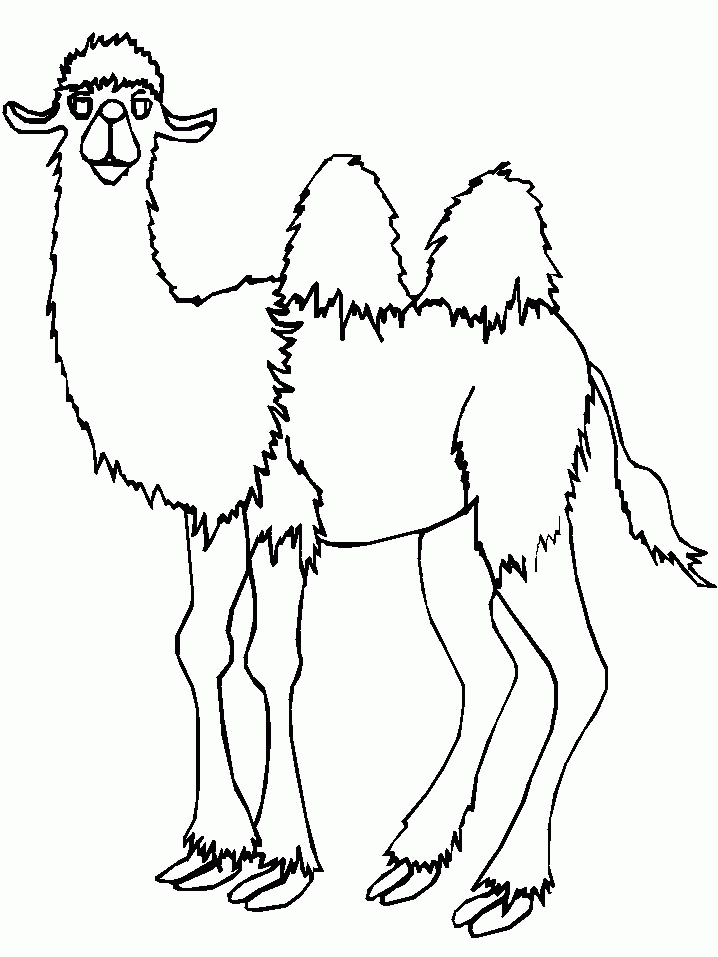 coloring page - camel coloring pages 8