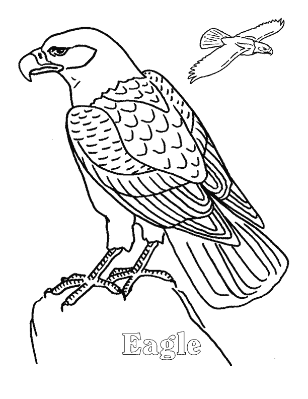eagle coloring page - animals town - animals color sheet - eagle 