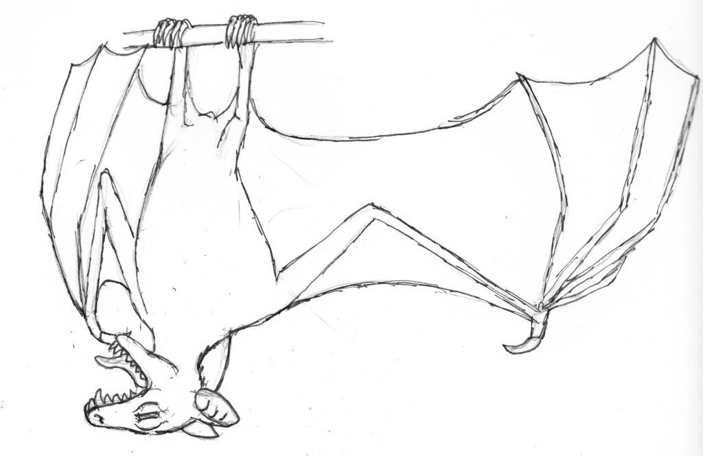 neocene project - hoatzin bat by bhurloka12 on deviantart