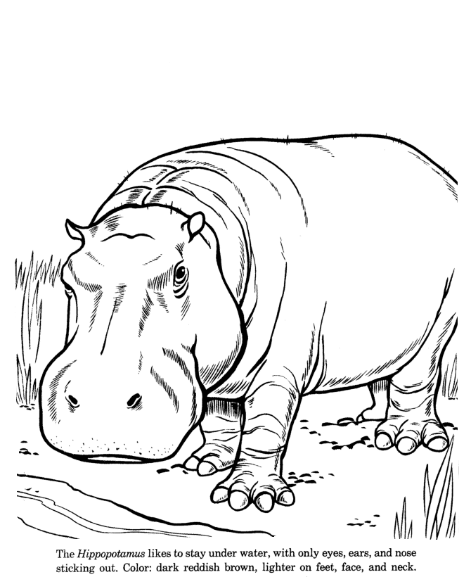 hippopotamus clipart book