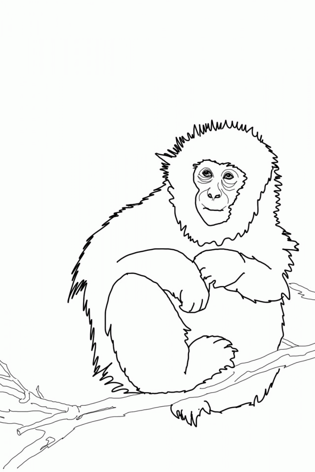 cute baby monkey coloring pages | download free printable coloring 