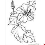 Hawiian Flower Coloring Page