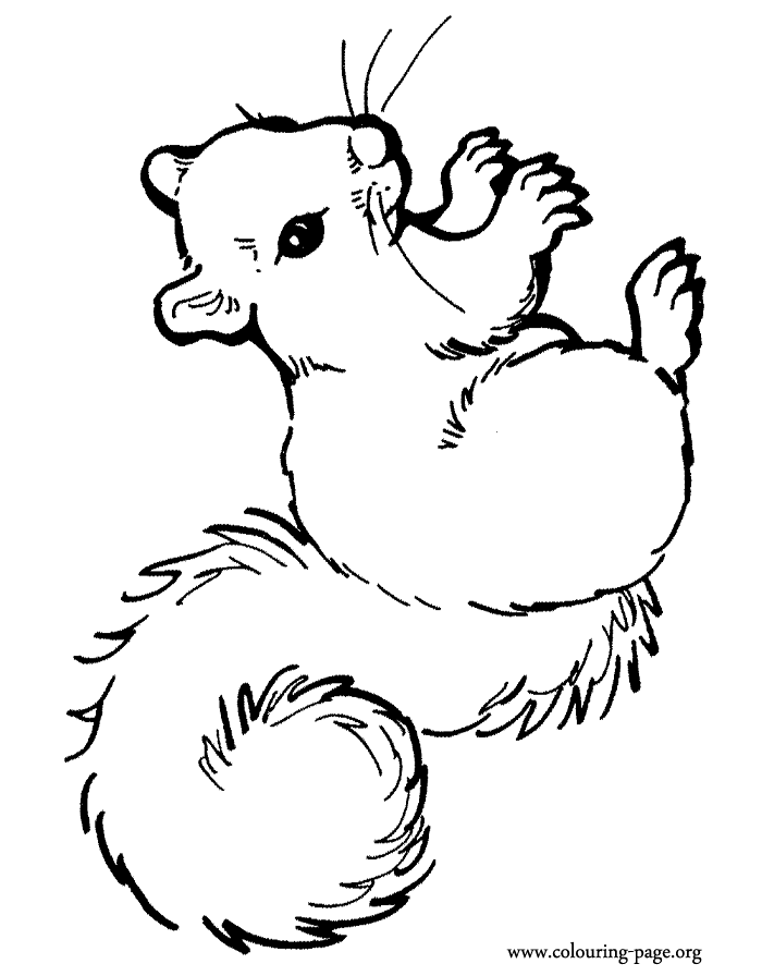 squirrels - a beautiful squirrel coloring page