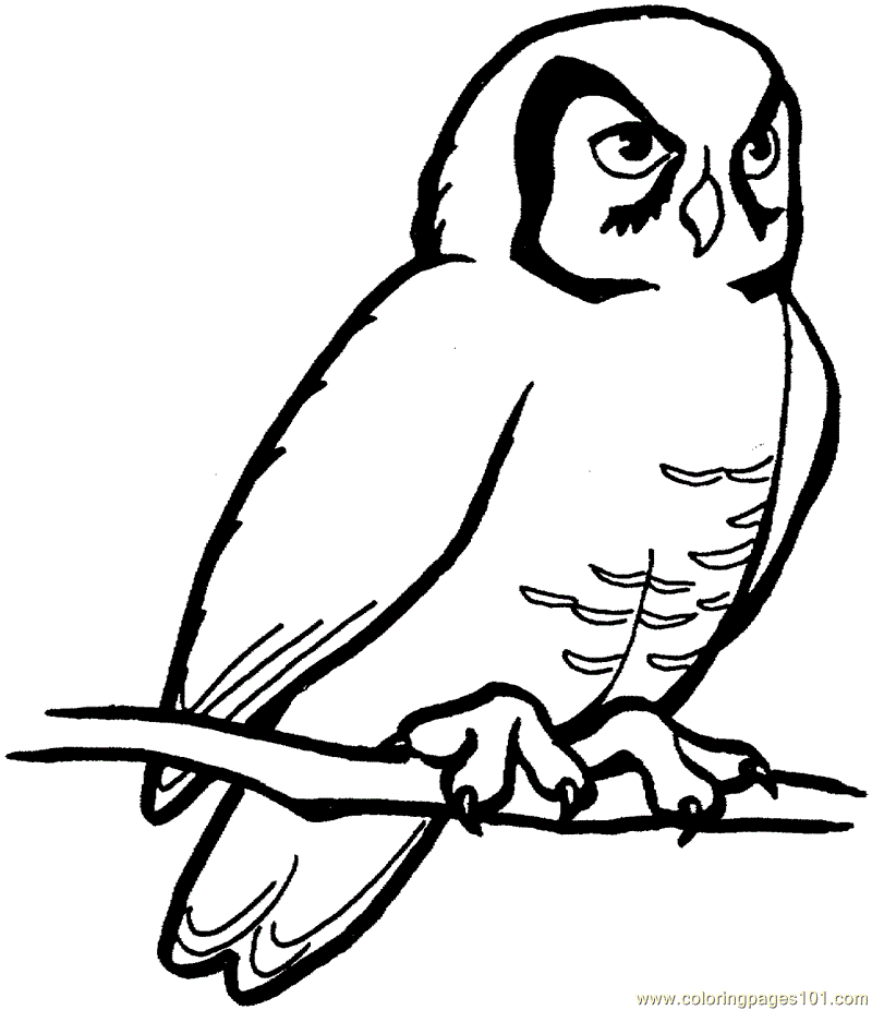 owl coloring pages | coloring page | #40 free printable coloring 