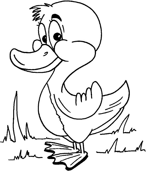 print and coloring page duck for kids | coloring pages