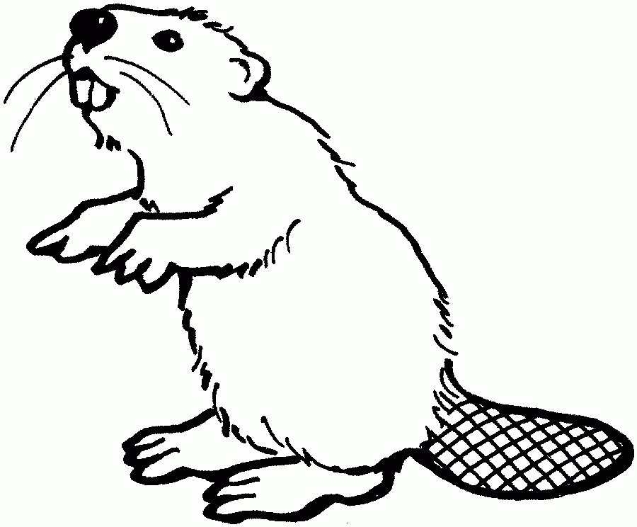 beaver pictures for kidsfun coloring | fun coloring