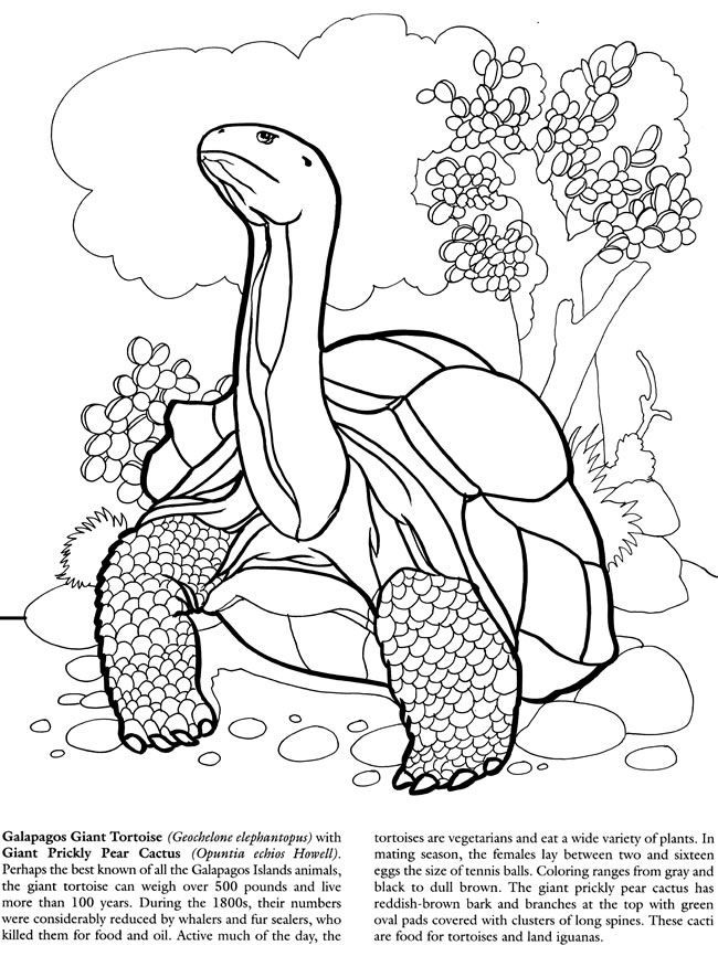 galapagos giant tortoise | coloring pages &amp; books