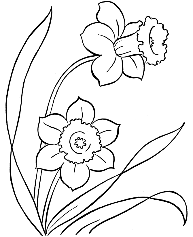 narcissus flower line drawing