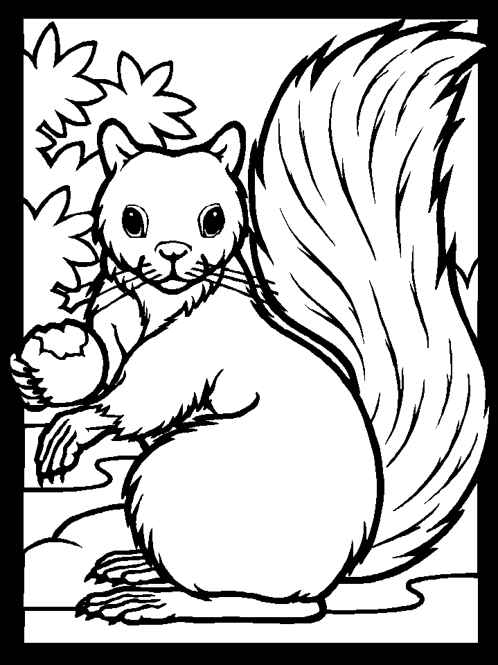 squirrels coloring pages
