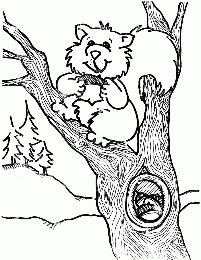 free printable squirrel coloring pages for kids