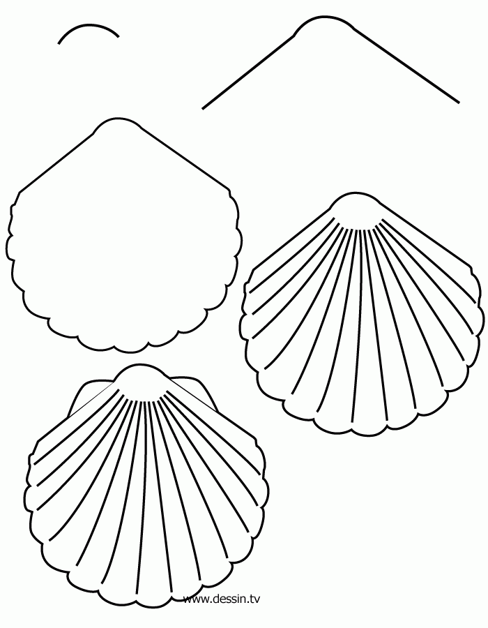 drawing shell