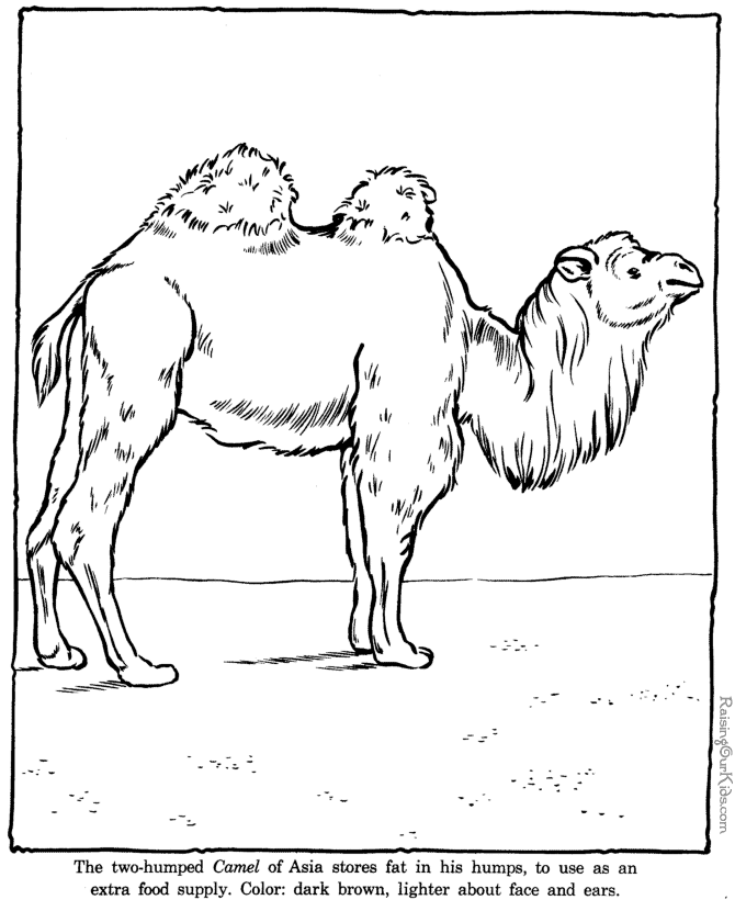 camel coloring pages - zoo animals 012