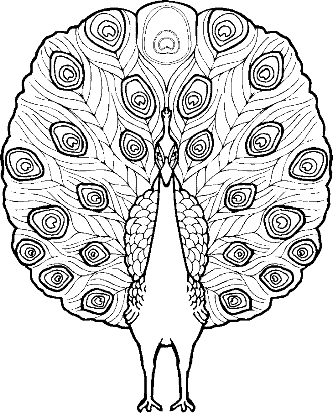peacock coloring pages | coloring pages