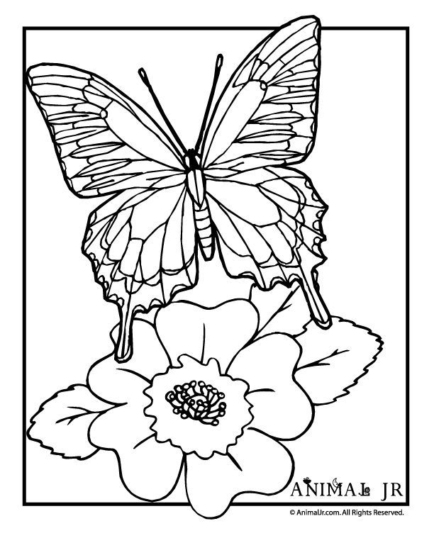 kids coloring pages | free coloring pages for kids - part 19