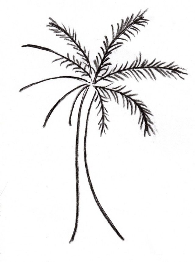frozen tree trunk drawing and coloring for kids 246697 palm tree 
