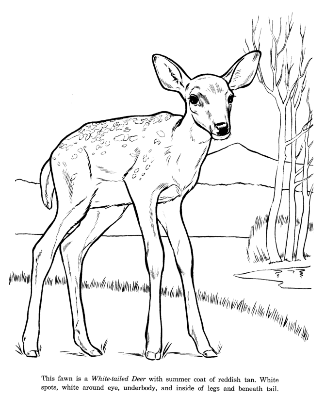 animal drawing to color | free coloring pages