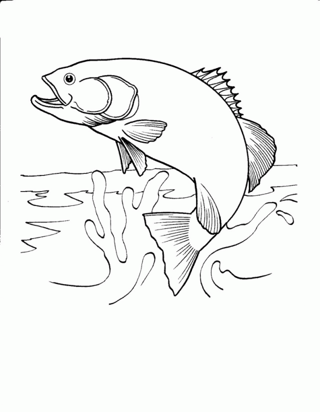 fish line drawing 