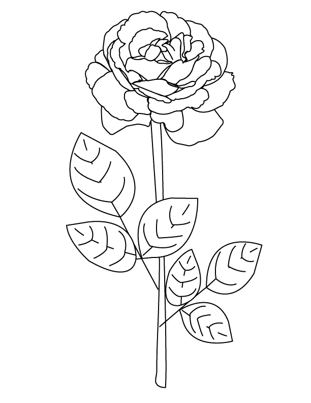 rose coloring pages | coloringmates.