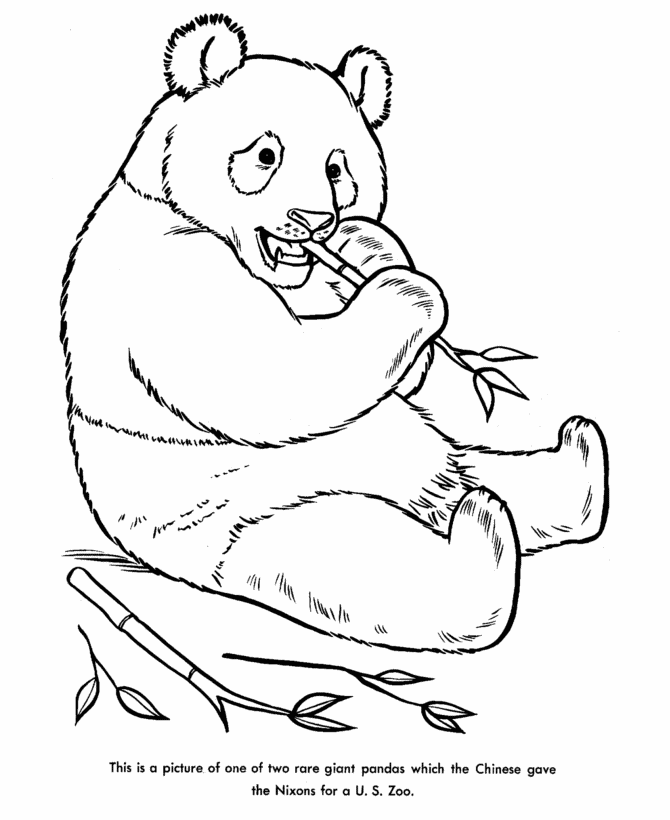 bear line coloring