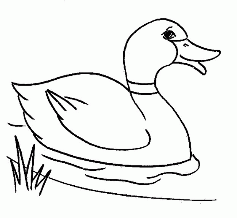 duck print out - hd printable coloring pages