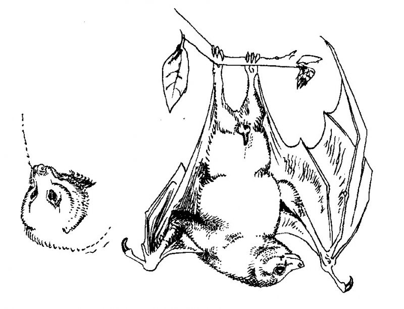 fruit bat drawings images &amp; pictures - becuo