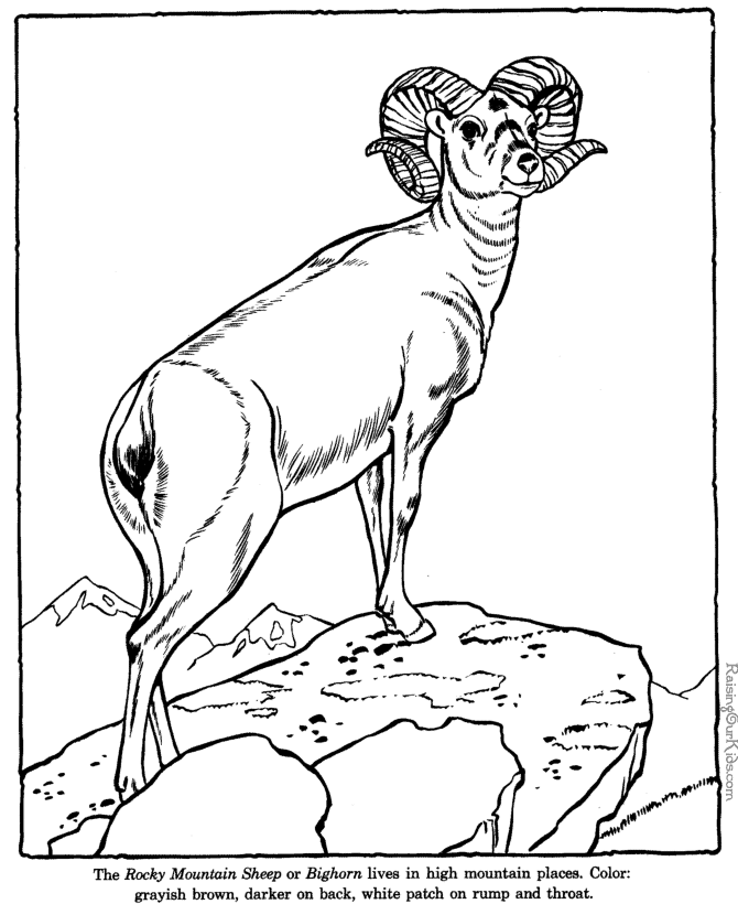 big horn sheep coloring pages - zoo animals