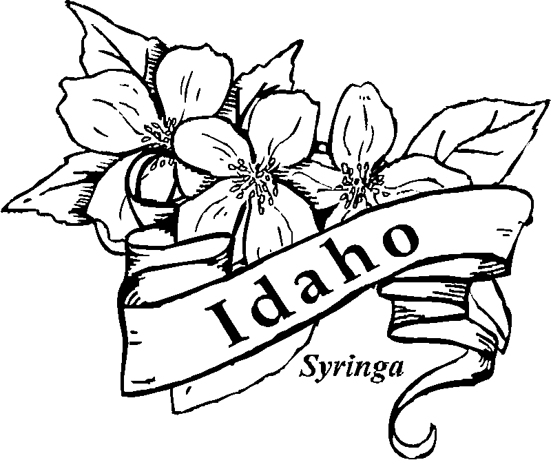 idaho state tree colouring pages