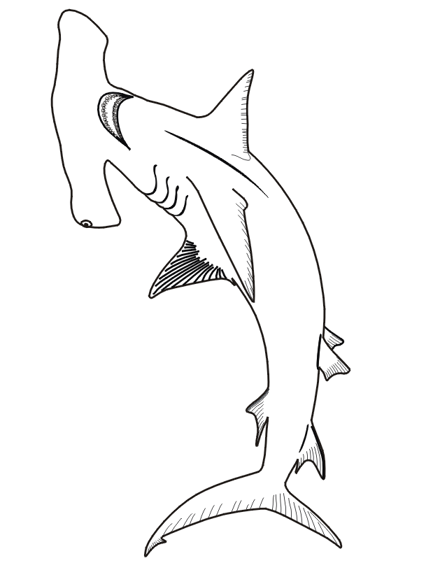hammer head shark coloring page