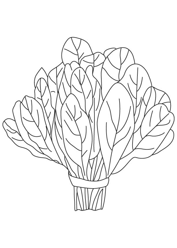 spinach vegetable coloring page | download free spinach vegetable 