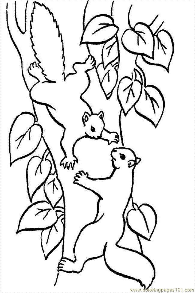 coloring pages two squirrels in a tree (mammals &gt; squirrel) - free 
