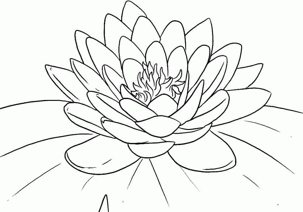 lotus flowers colouring sheets printable free for preschool 20468#