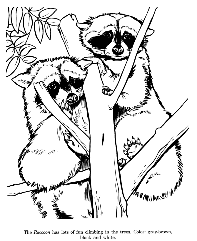 racoons coloring page