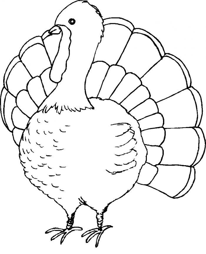 coloring pages of turkeys for thanksgiving