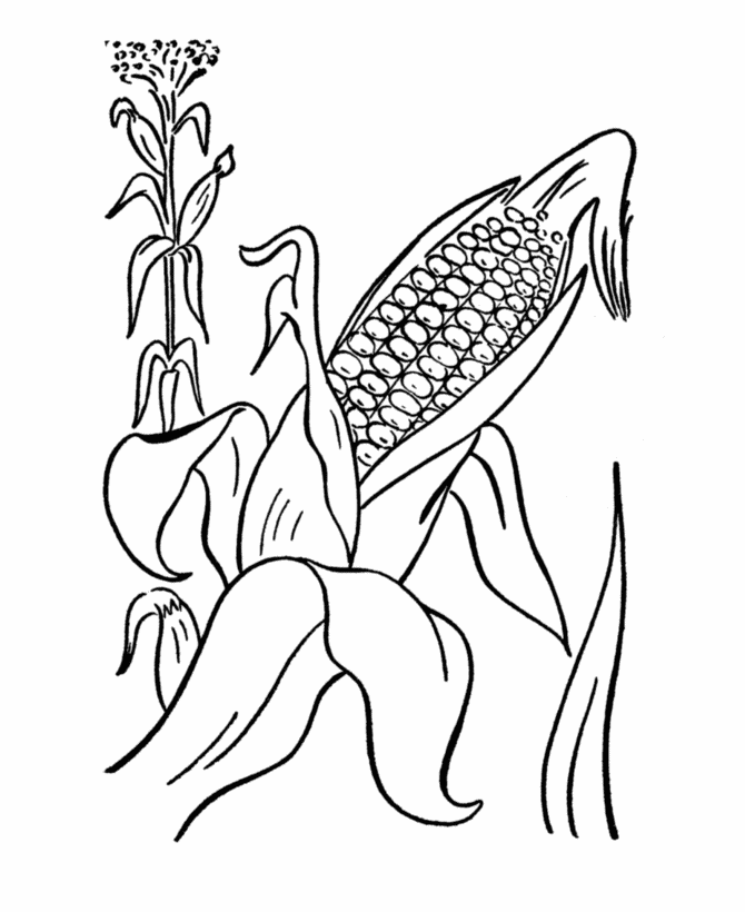 thanksgiving harvest coloring page